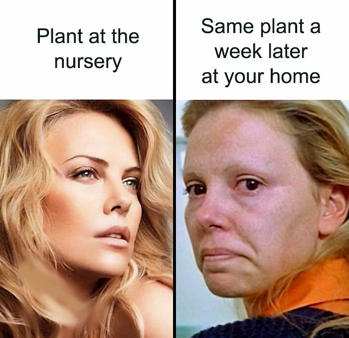 If You&rsquo;re Fluent In Meme Language And Are A Crazy Plant Parent, You May Like These 59 Posts (New Pics)