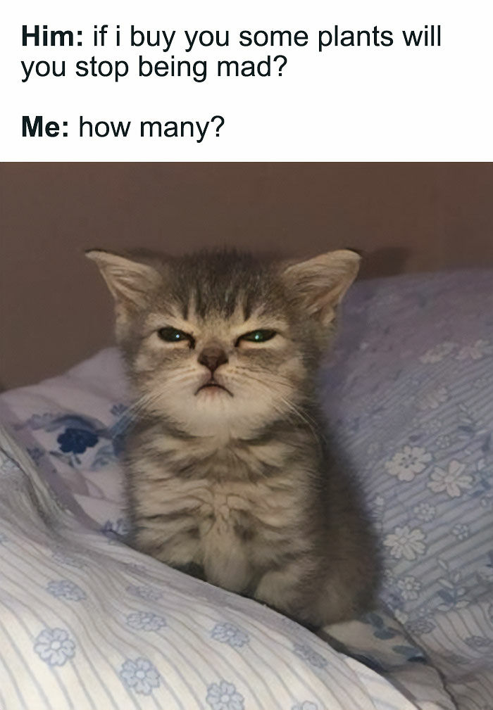 If You&rsquo;re Fluent In Meme Language And Are A Crazy Plant Parent, You May Like These 59 Posts (New Pics)