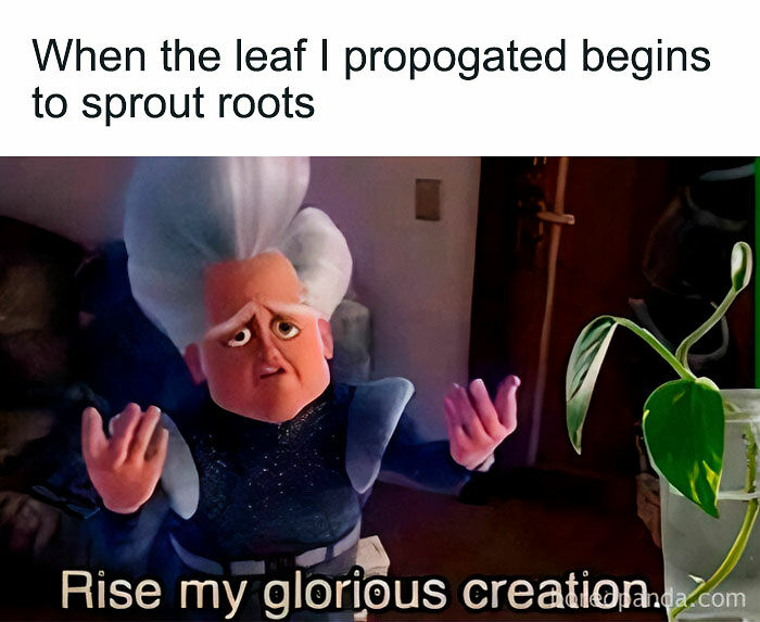 If You&rsquo;re Fluent In Meme Language And Are A Crazy Plant Parent, You May Like These 59 Posts (New Pics)