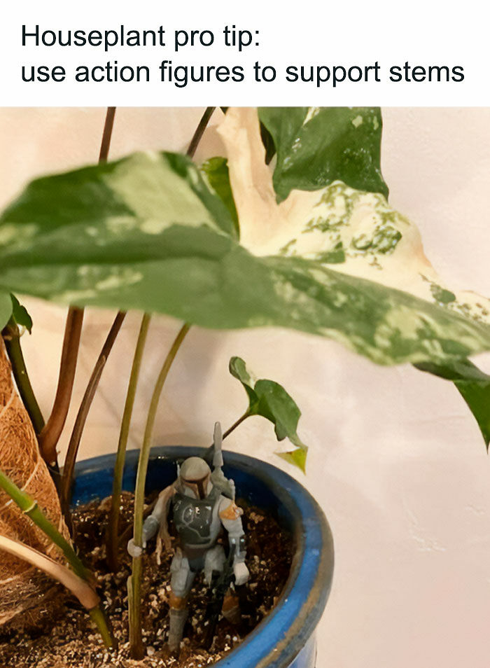 If You&rsquo;re Fluent In Meme Language And Are A Crazy Plant Parent, You May Like These 59 Posts (New Pics)