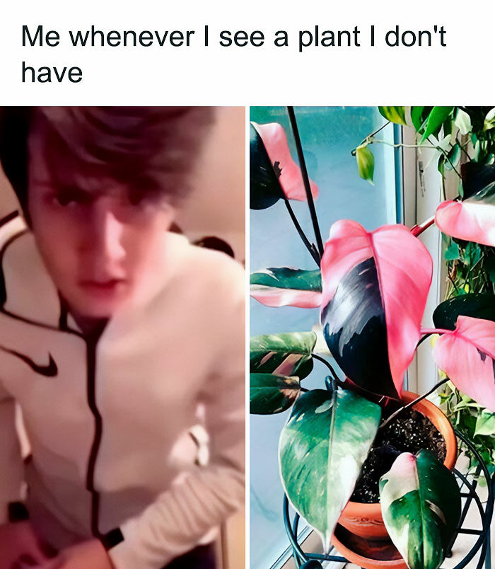 If You&rsquo;re Fluent In Meme Language And Are A Crazy Plant Parent, You May Like These 59 Posts (New Pics)