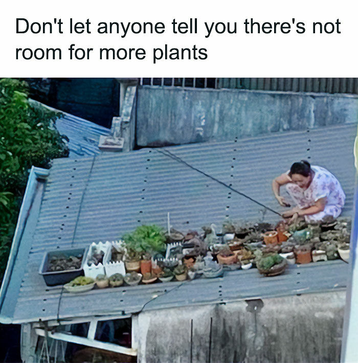 If You&rsquo;re Fluent In Meme Language And Are A Crazy Plant Parent, You May Like These 59 Posts (New Pics)