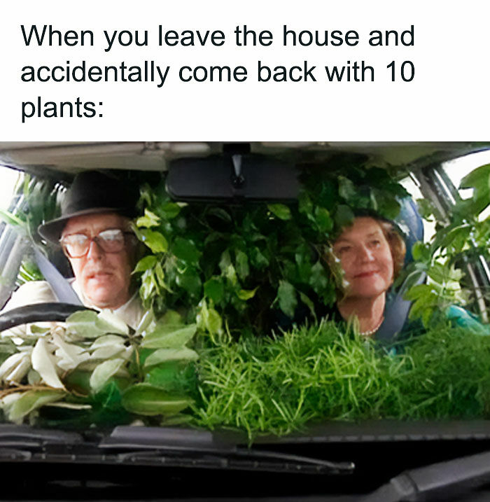 If You&rsquo;re Fluent In Meme Language And Are A Crazy Plant Parent, You May Like These 59 Posts (New Pics)