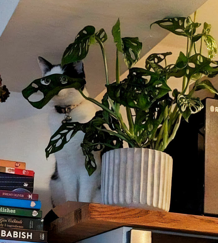 If You&rsquo;re Fluent In Meme Language And Are A Crazy Plant Parent, You May Like These 59 Posts (New Pics)
