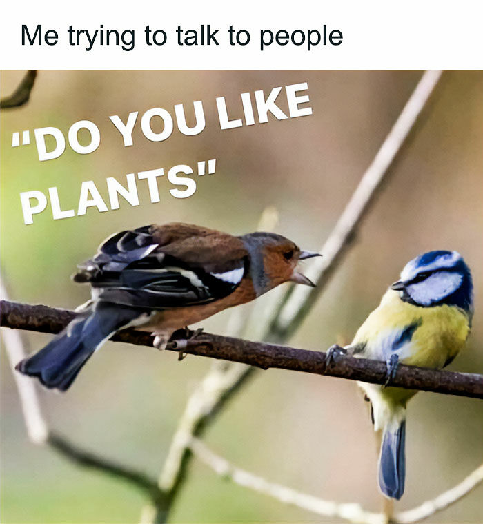 If You&rsquo;re Fluent In Meme Language And Are A Crazy Plant Parent, You May Like These 59 Posts (New Pics)