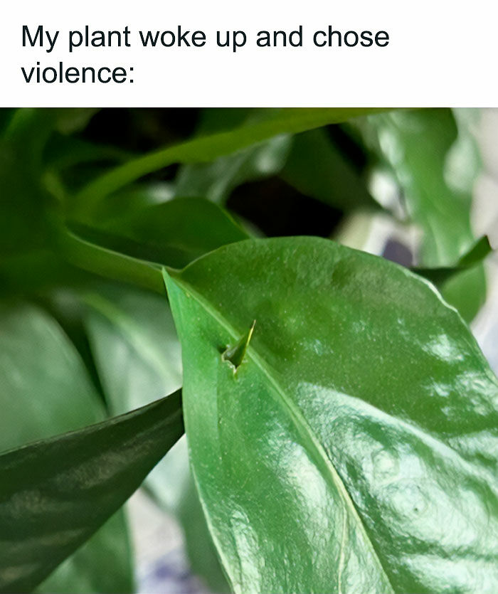 If You&rsquo;re Fluent In Meme Language And Are A Crazy Plant Parent, You May Like These 59 Posts (New Pics)