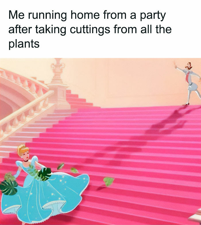 If You&rsquo;re Fluent In Meme Language And Are A Crazy Plant Parent, You May Like These 59 Posts (New Pics)