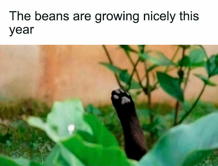 If You&rsquo;re Fluent In Meme Language And Are A Crazy Plant Parent, You May Like These 59 Posts (New Pics)