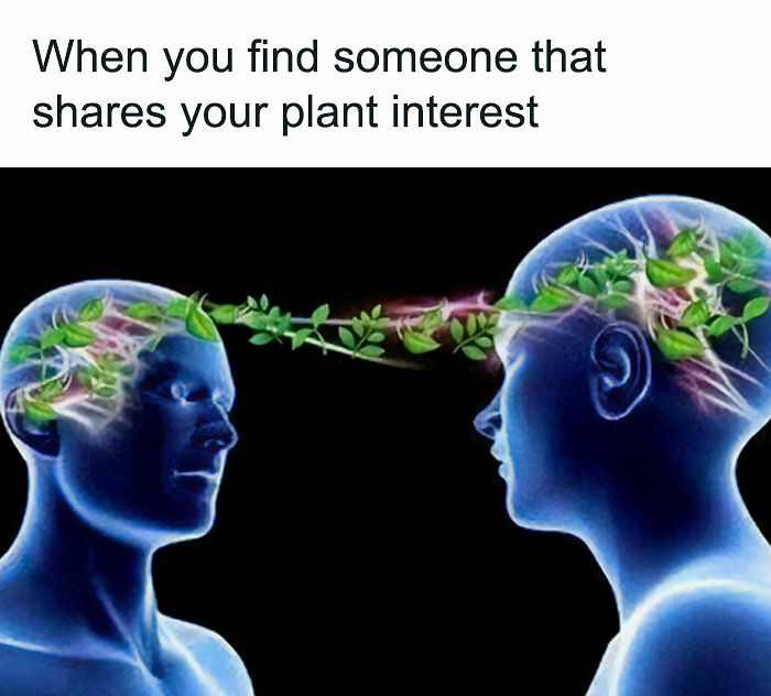If You&rsquo;re Fluent In Meme Language And Are A Crazy Plant Parent, You May Like These 59 Posts (New Pics)