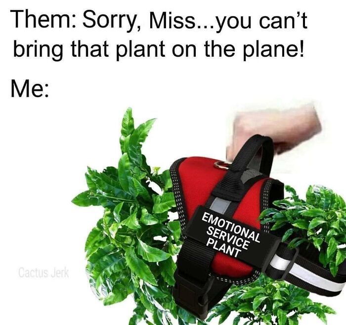 If You&rsquo;re Fluent In Meme Language And Are A Crazy Plant Parent, You May Like These 59 Posts (New Pics)