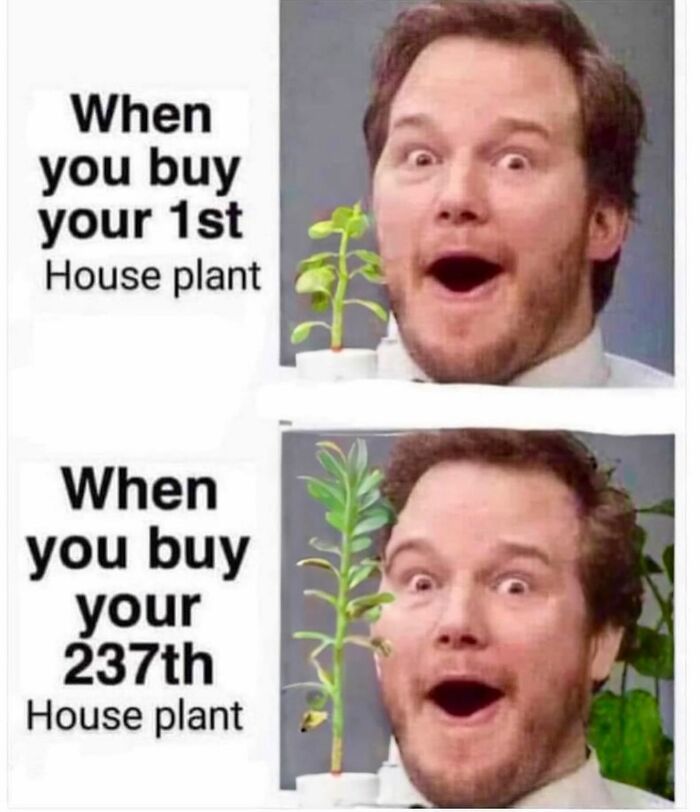 If You&rsquo;re Fluent In Meme Language And Are A Crazy Plant Parent, You May Like These 59 Posts (New Pics)