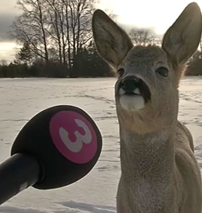 54 People From Different Nations Share Their Coolest Animal Photos For Your Good Vibes Today