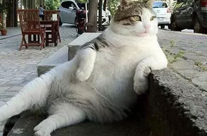 54 People From Different Nations Share Their Coolest Animal Photos For Your Good Vibes Today