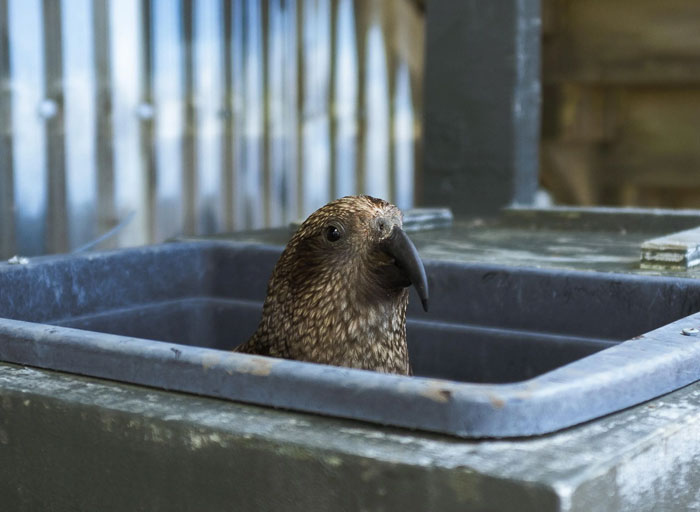 54 People From Different Nations Share Their Coolest Animal Photos For Your Good Vibes Today
