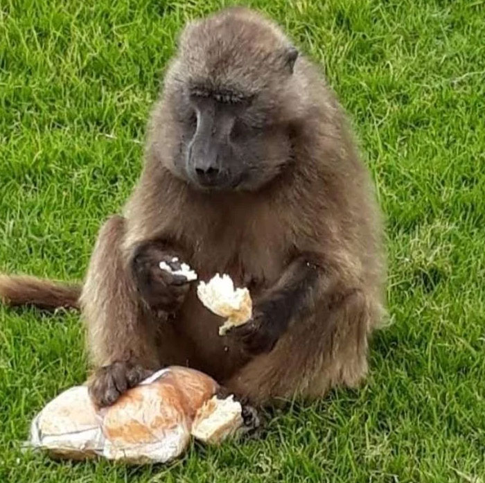 54 People From Different Nations Share Their Coolest Animal Photos For Your Good Vibes Today