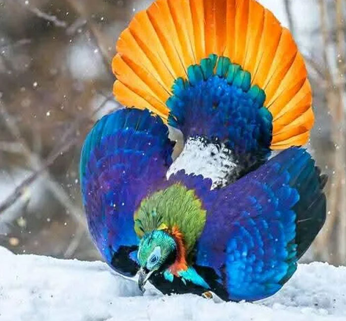 54 People From Different Nations Share Their Coolest Animal Photos For Your Good Vibes Today