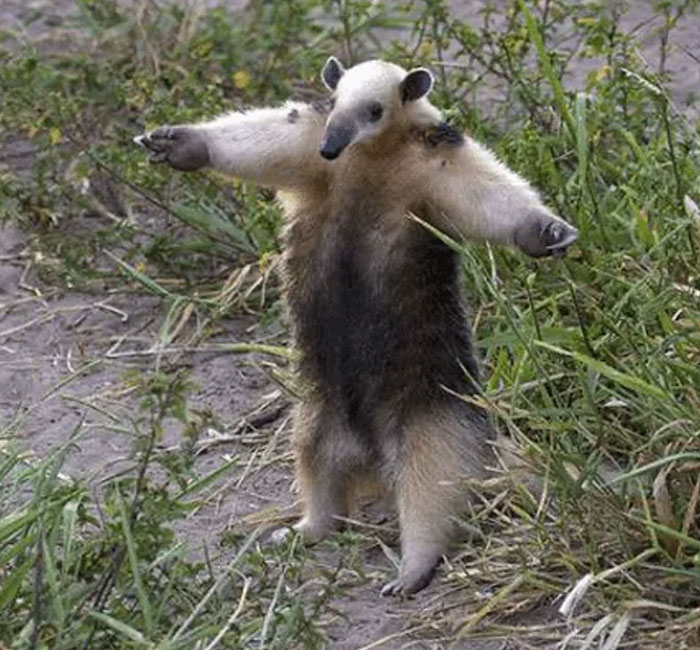 54 People From Different Nations Share Their Coolest Animal Photos For Your Good Vibes Today