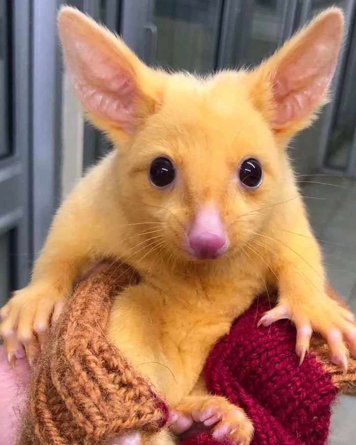54 People From Different Nations Share Their Coolest Animal Photos For Your Good Vibes Today