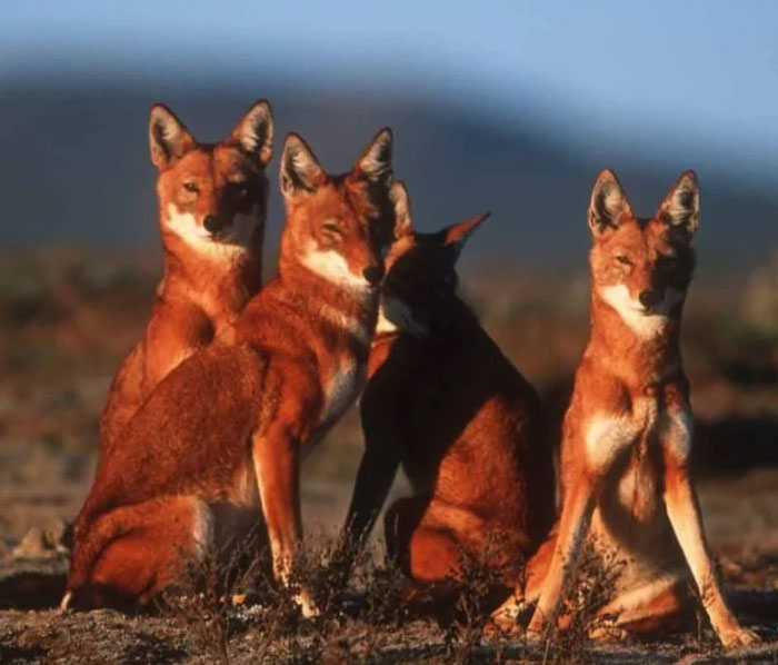 54 People From Different Nations Share Their Coolest Animal Photos For Your Good Vibes Today