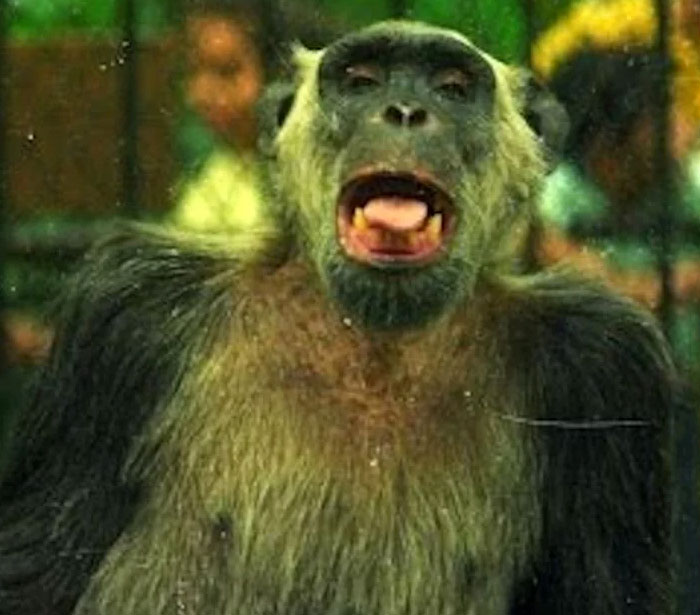 54 People From Different Nations Share Their Coolest Animal Photos For Your Good Vibes Today
