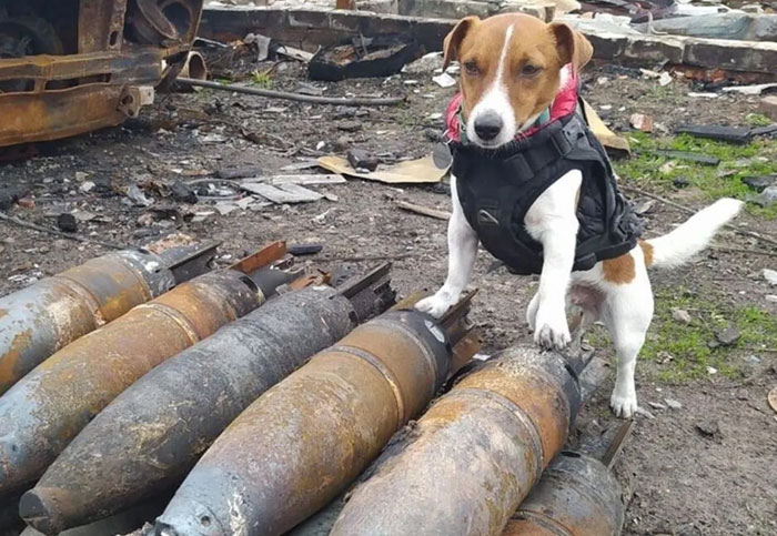 54 People From Different Nations Share Their Coolest Animal Photos For Your Good Vibes Today
