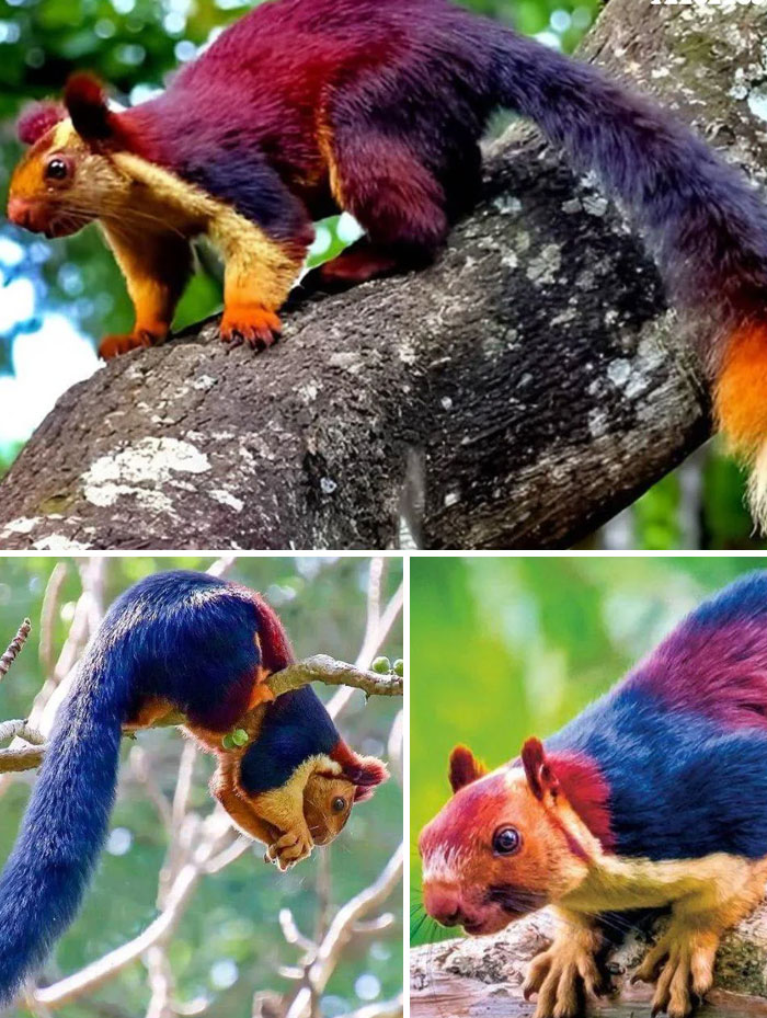 54 People From Different Nations Share Their Coolest Animal Photos For Your Good Vibes Today