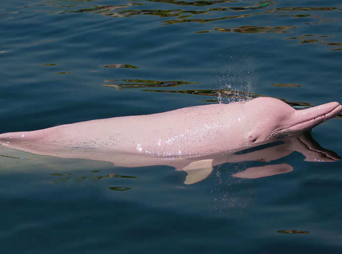 54 People From Different Nations Share Their Coolest Animal Photos For Your Good Vibes Today