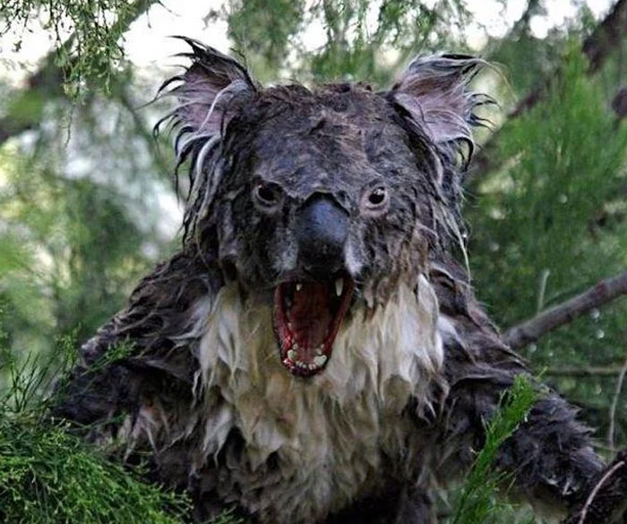 54 People From Different Nations Share Their Coolest Animal Photos For Your Good Vibes Today