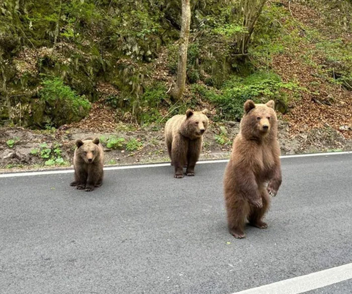54 People From Different Nations Share Their Coolest Animal Photos For Your Good Vibes Today