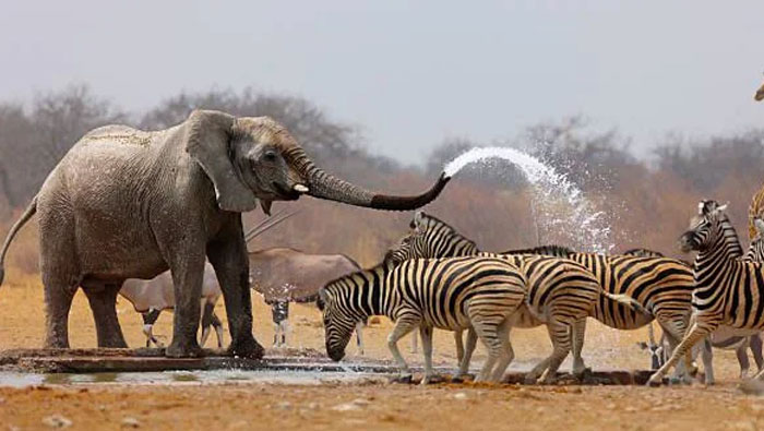 54 People From Different Nations Share Their Coolest Animal Photos For Your Good Vibes Today