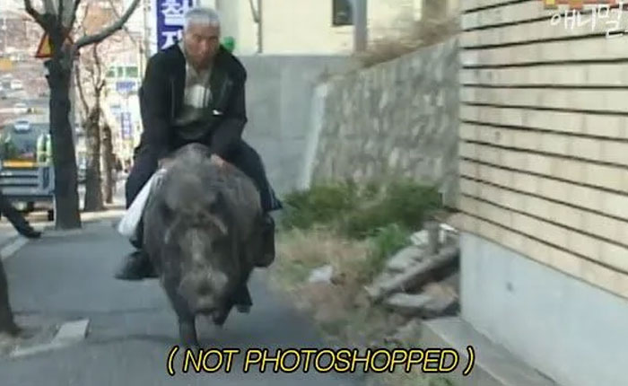 54 People From Different Nations Share Their Coolest Animal Photos For Your Good Vibes Today
