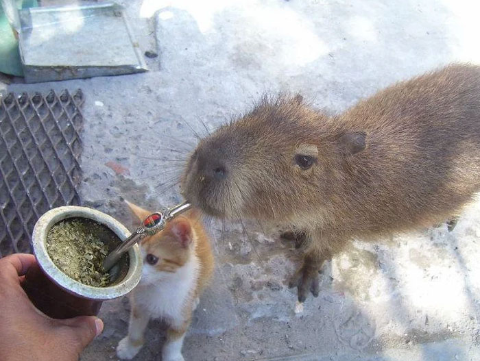54 People From Different Nations Share Their Coolest Animal Photos For Your Good Vibes Today