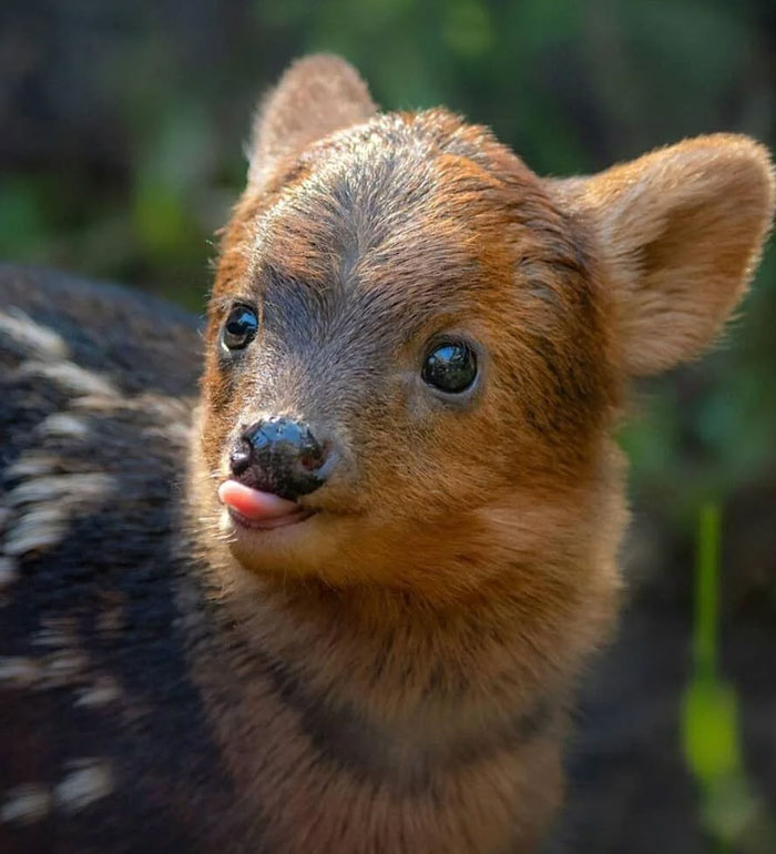 54 People From Different Nations Share Their Coolest Animal Photos For Your Good Vibes Today