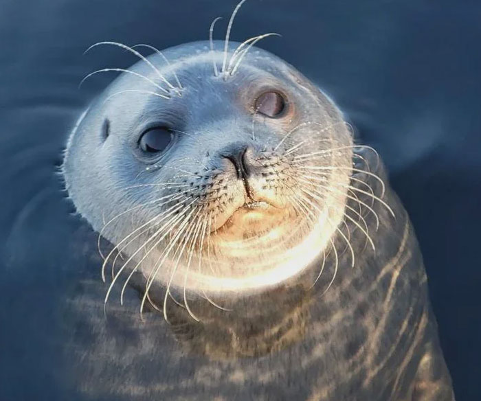 54 People From Different Nations Share Their Coolest Animal Photos For Your Good Vibes Today