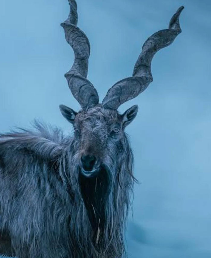 54 People From Different Nations Share Their Coolest Animal Photos For Your Good Vibes Today