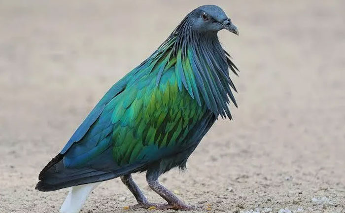 54 People From Different Nations Share Their Coolest Animal Photos For Your Good Vibes Today