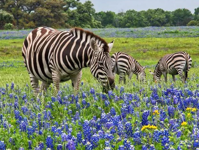 54 People From Different Nations Share Their Coolest Animal Photos For Your Good Vibes Today