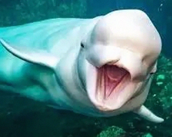 54 People From Different Nations Share Their Coolest Animal Photos For Your Good Vibes Today