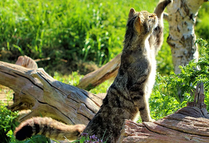 54 People From Different Nations Share Their Coolest Animal Photos For Your Good Vibes Today
