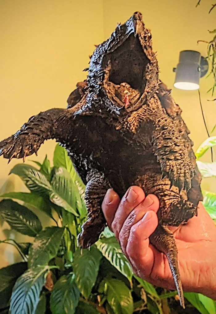 54 People From Different Nations Share Their Coolest Animal Photos For Your Good Vibes Today