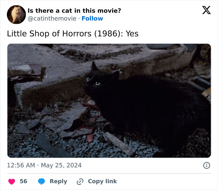 This X Page Tracks Every Cat In Cinema, Here Are 83 You Probably Didn&rsquo;t Notice