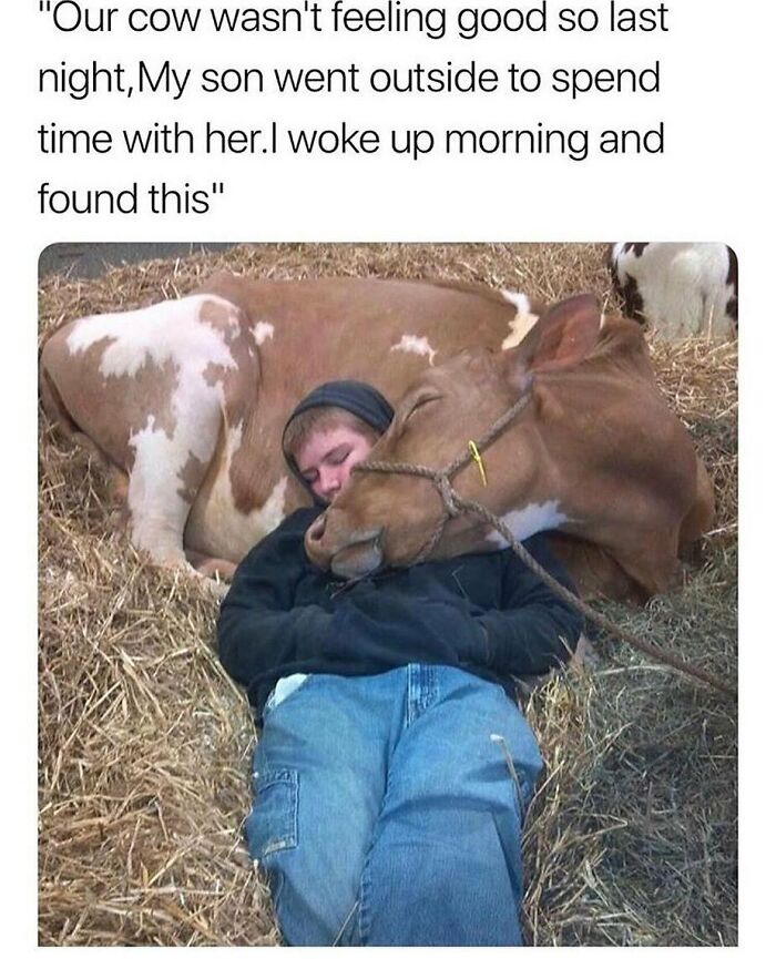 &ldquo;I Hate Myself, Not The Animals&rdquo;: 69 Funny Memes For Vegans Who Are Tired Of The Same Three Jokes