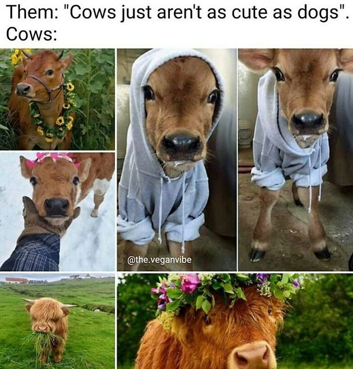 &ldquo;I Hate Myself, Not The Animals&rdquo;: 69 Funny Memes For Vegans Who Are Tired Of The Same Three Jokes