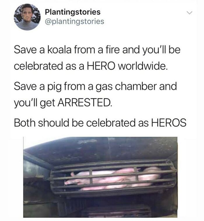 &ldquo;I Hate Myself, Not The Animals&rdquo;: 69 Funny Memes For Vegans Who Are Tired Of The Same Three Jokes