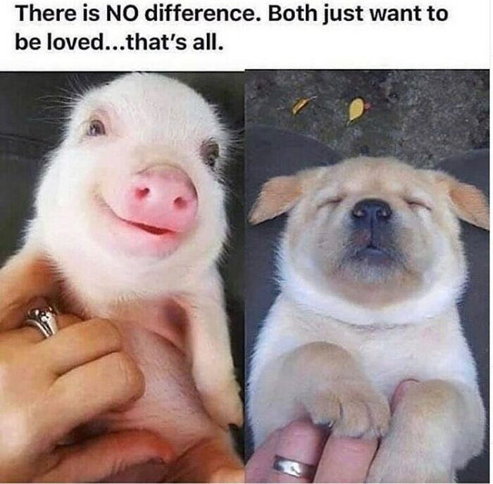 &ldquo;I Hate Myself, Not The Animals&rdquo;: 69 Funny Memes For Vegans Who Are Tired Of The Same Three Jokes