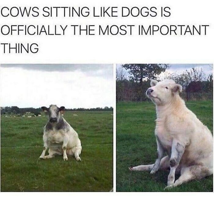 &ldquo;I Hate Myself, Not The Animals&rdquo;: 69 Funny Memes For Vegans Who Are Tired Of The Same Three Jokes