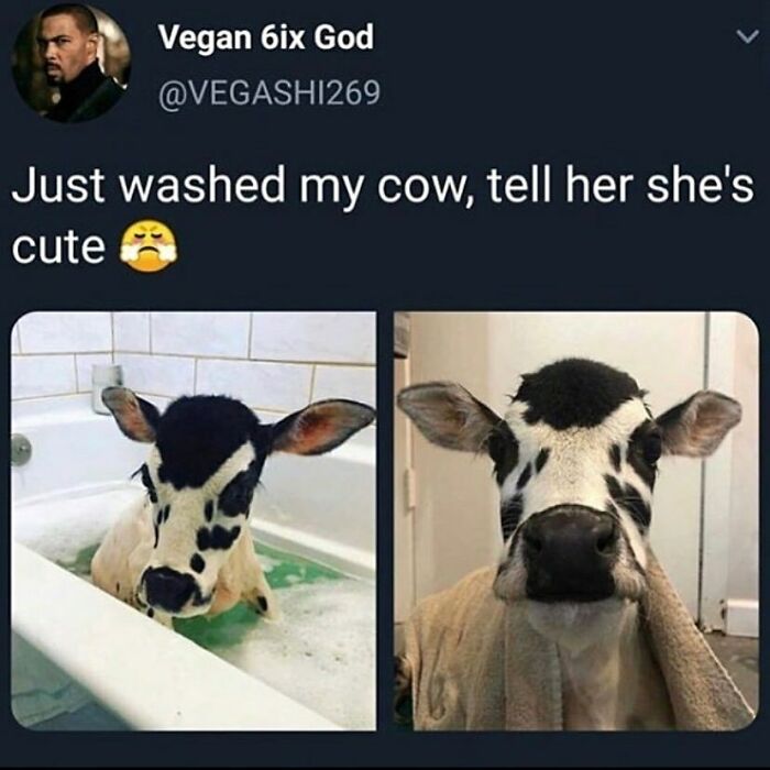 &ldquo;I Hate Myself, Not The Animals&rdquo;: 69 Funny Memes For Vegans Who Are Tired Of The Same Three Jokes