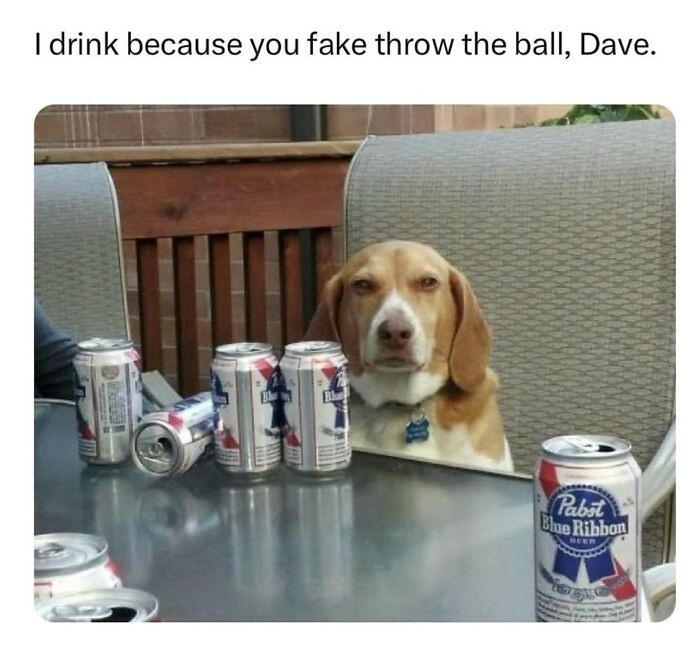 This Page Shared 38 Hilarious Dog Memes That Show How Weird And Wonderful Man&rsquo;s Best Friend Is