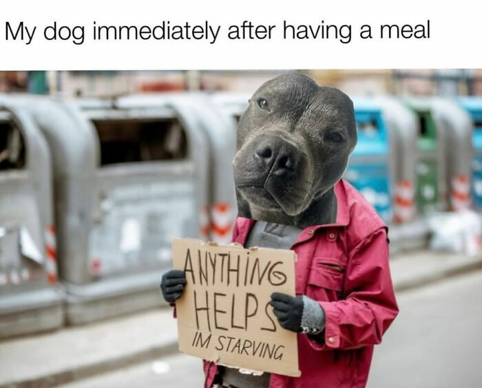 This Page Shared 38 Hilarious Dog Memes That Show How Weird And Wonderful Man&rsquo;s Best Friend Is