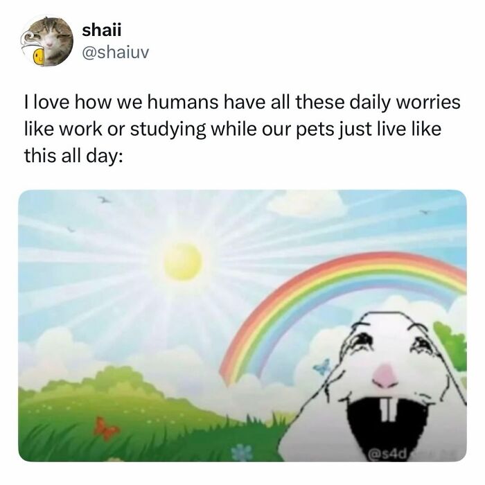 This Page Shared 38 Hilarious Dog Memes That Show How Weird And Wonderful Man&rsquo;s Best Friend Is
